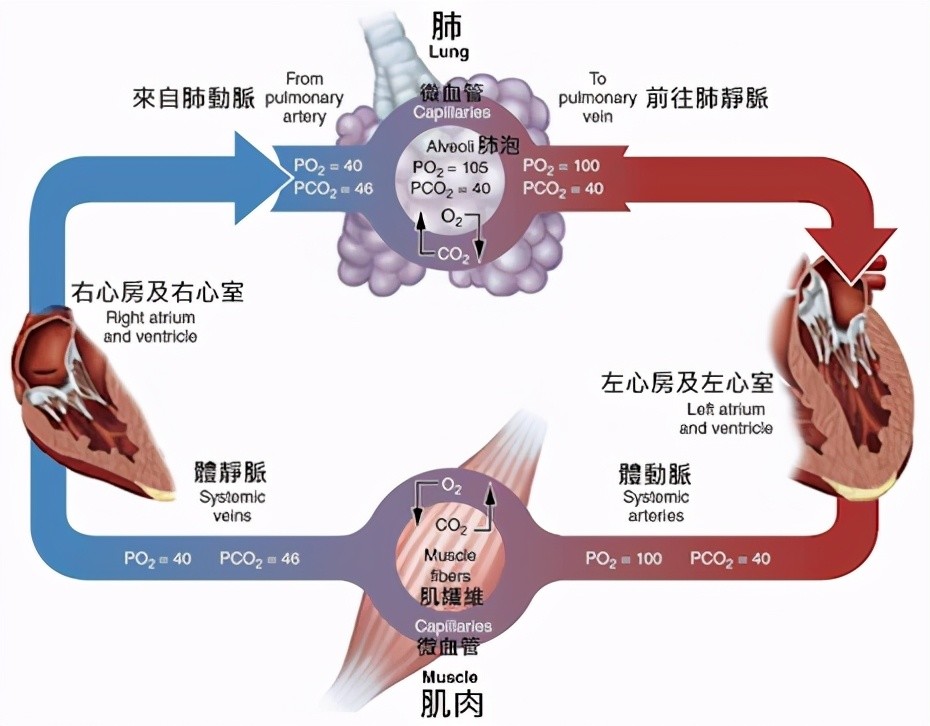 心三聯與呼三聯最新版，探索心臟與呼吸領域的創新技術